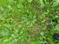 Татьяна Горбушина, CC0, iNaturalist via GBIF Cirsium esculentum, photograph Татьяна Горбушина, CC0, iNaturalist via GBIF
