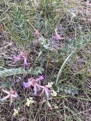 Astragalus shortianus
