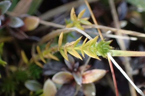 Image of Galium perpusillum by (c) Oscar Dove, some rights reserved (CC BY)