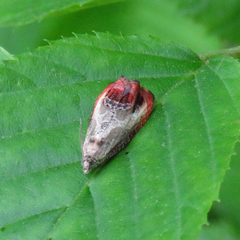 Olethreutes hamameliana