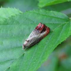 Olethreutes hamameliana