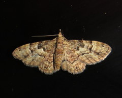 Gymnoscelis lophopus