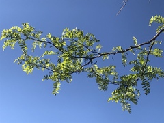 Robinia neomexicana