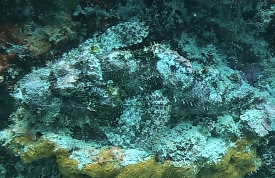 Smallscale Scorpionfish