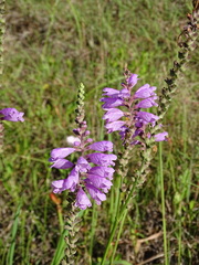 Physostegia intermedia