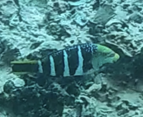 Barred Thicklip (Hemigymnus fasciatus)