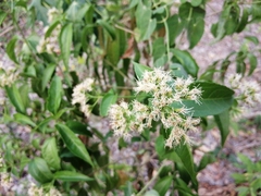 Koanophyllon albicaule