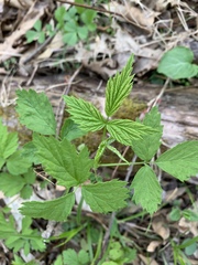 Rubus pubescens