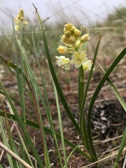 Toxicoscordion venenosum