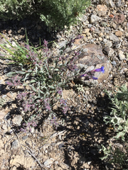 Penstemon pumilus