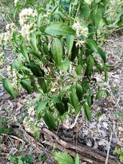 Koanophyllon albicaule