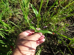 Physostegia intermedia