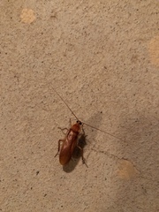 Shelfordella lateralis