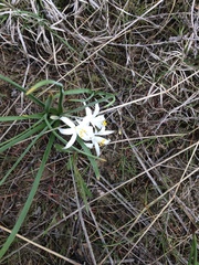 Leucocrinum montanum