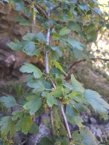 Image of Ribes niveum by no rights reserved