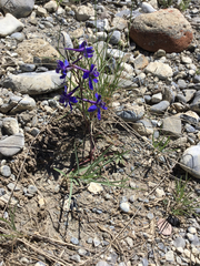 Delphinium bicolor