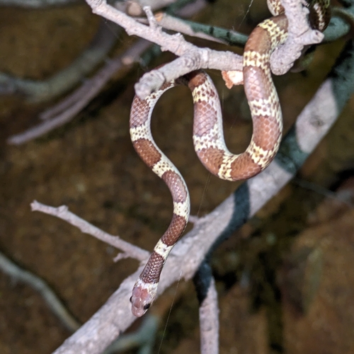 Vellore Bridal Snake