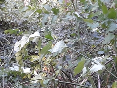 Petroica macrocephala