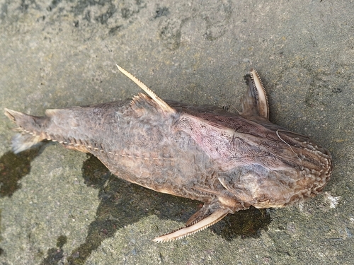 granulated catfish