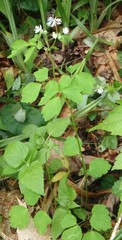 Thalictrum clavatum