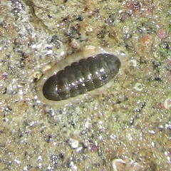 Ischnochiton maorianus