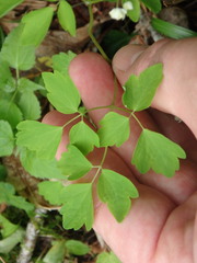 Thalictrum clavatum