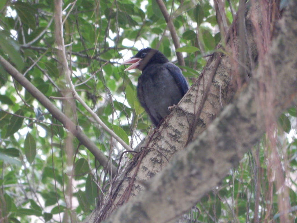 Taiwan Blue Magpie