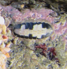 Ischnochiton maorianus