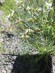 Astragalus terminalis