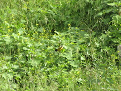 Coccothraustes abeillei