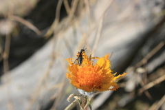 Eupompha elegans
