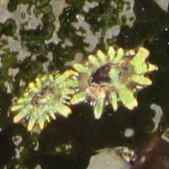 Siphonaria australis