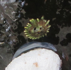 Siphonaria australis