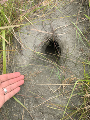 Oryctolagus cuniculus cuniculus