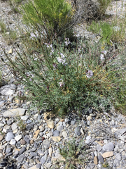 Astragalus terminalis