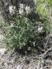 Astragalus terminalis