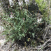 Astragalus terminalis - Photo (c) Rick Williams, vissa rättigheter förbehållna (CC BY-NC), uppladdad av Rick Williams