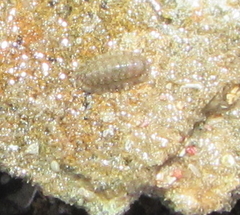 Ischnochiton maorianus
