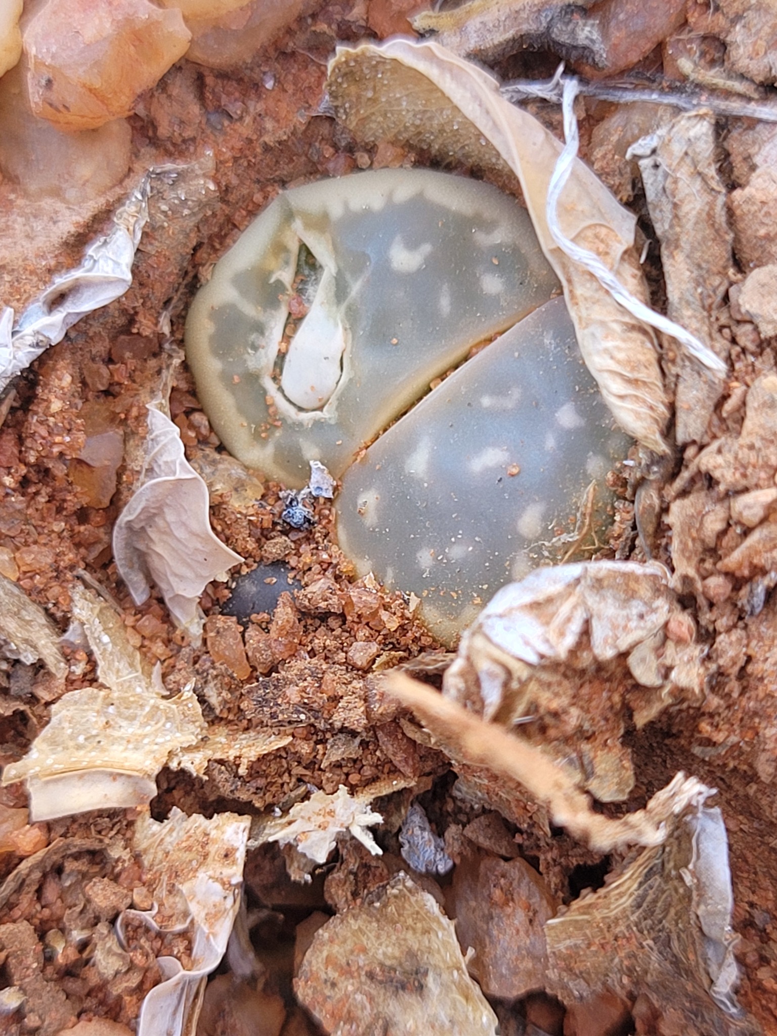 Imagem de Pedra-viva