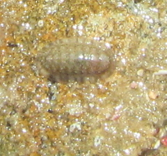 Ischnochiton maorianus