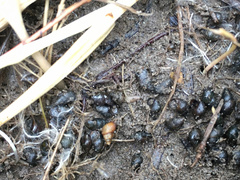 Potamopyrgus estuarinus