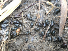 Potamopyrgus estuarinus