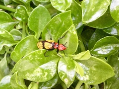 Tegrodera aloga