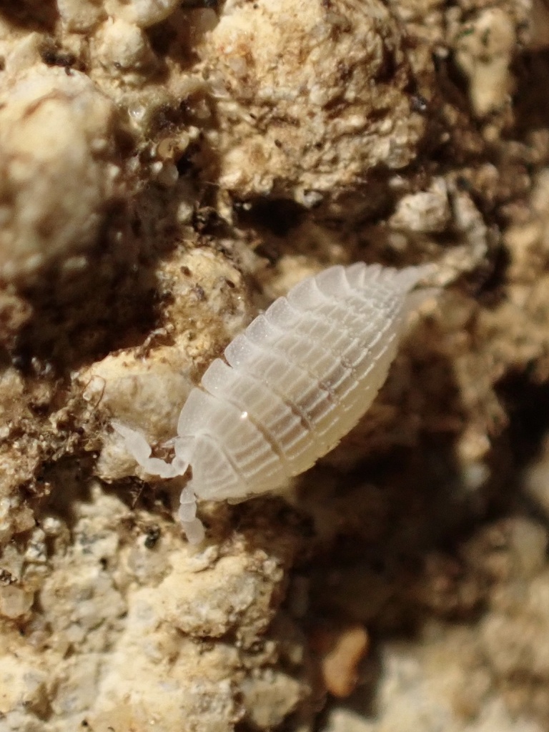 Platyarthrus esterelanus