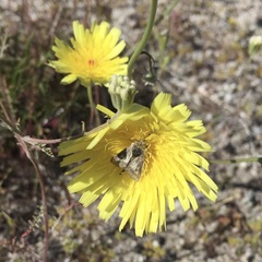 Heliothodes diminutiva