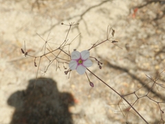 Commicarpus brandegeei