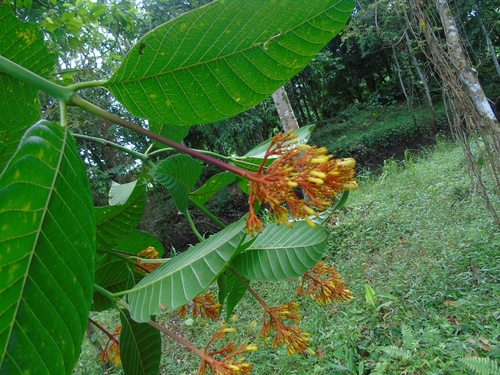 Image of Palicourea guianensis by (c) Roger A. Morales-Flores, some rights reserved (CC BY)