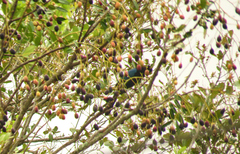Cyanocorax melanocyaneus