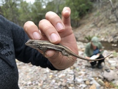 Sceloporus virgatus