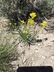 Sisymbrium linifolium